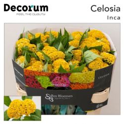  İthal Celosia C Act Inca (5 dal-75cm)