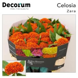  İthal Celosia C Act Zara (5 dal-75cm)