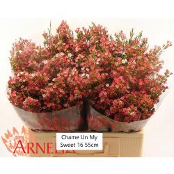  İthal Chamamelaucium My Sweet (Wax-55cm-25dal)