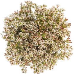  İthal Chamelaucium Blondie (Wax-25 Dal-70 cm)