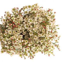  İthal Chamelaucium Maya (Wax-70 cm-25dal)