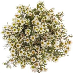  İthal Chamelaucium Me Sirius  (Wax-60cm-25dal)