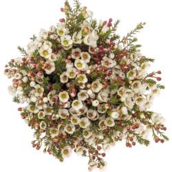  İthal Chamelaucium Moonlight Delight (Wax-70 cm-25 Dal)