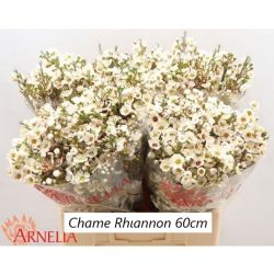  İthal Chamelaucium Rhiannon (Wax-60 cm-25 Dal)