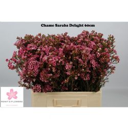  İthal Chamelaucium Sarahs Delight (Wax-60 cm-25dal)