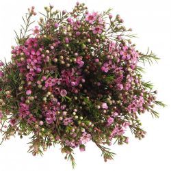  İthal Chamelaucium Straw Surprise (Wax-70cm-25dal)