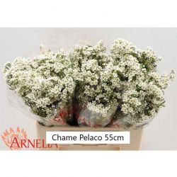  İthal Chamelaucium Tal (Wax-60 cm-25dal)