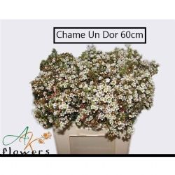  İthal Chamelaucium Un Dor (Wax-60 cm-25 Dal)