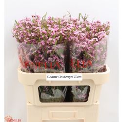  İthal Chamelaucium Un Kerryn (Wax-25 Dal-50cm)