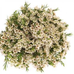  İthal Chamelaucium Un Ofir (Wax-70cm-25dal)