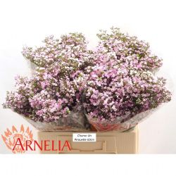  İthal Chamelaucium Un Pirouette (Wax-60cm-25dal)