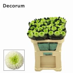  İthal Chrysanthemum G Alibaba (10 dal-70cm)