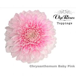  İthal Chrysanthemum G Baby Pink (10 dal-70cm)