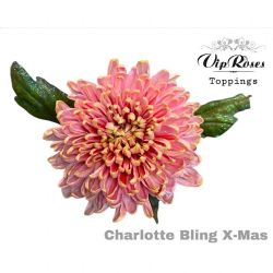  İthal Chrysanthemum G Charlot Bling Xmas  (10 dal-70cm)
