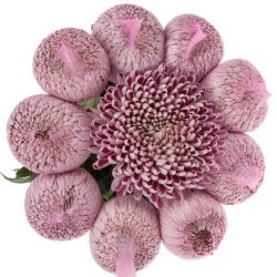  İthal Chrysanthemum G Couture (10 dal-70cm)