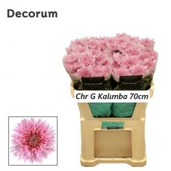  İthal Chrysanthemum G Kalımba (10 dal-70cm)