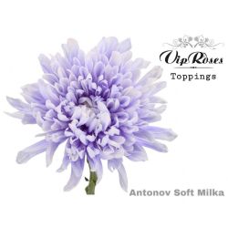  İthal Chrysanthemum G Paint Soft Milka (10 dal-70cm)