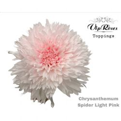  İthal Chrysanthemum G Paint Spider Light Pink (10 dal-70cm)