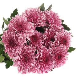  İthal Chrysanthemum G Pip (10 dal-70cm)