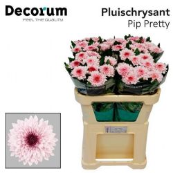 İthal Chrysanthemum G Pip Pretty (10 dal-70cm)