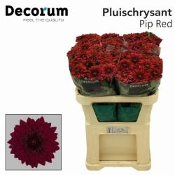 İthal Chrysanthemum G Pip Red (10 dal-70cm)