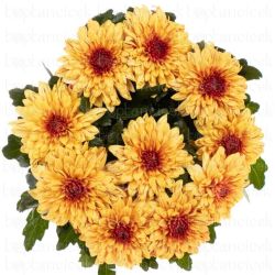  İthal Chrysanthemum G Pıp Sunny (10 dal-70cm)