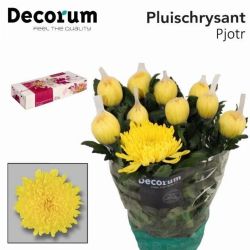  İthal Chrysanthemum G Pjotr (10 dal-70cm)
