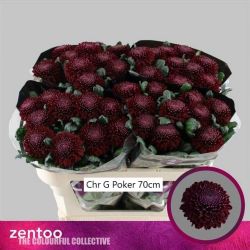 İthal Chrysanthemum G Poker (10 dal-70cm)