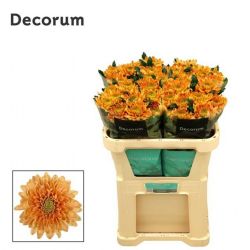 İthal Chrysanthemum G Rossano Orange (10 dal-70cm)