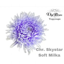  İthal Chrysanthemum G Skystar Soft Milka (10 dal-70cm)