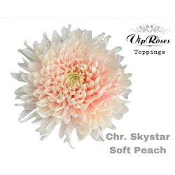  İthal Chrysanthemum G Skystar Soft Peach (10 dal-70cm)