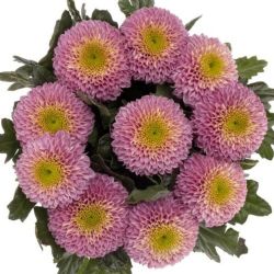  İthal Chrysanthemum G Souvenir (10 dal-70cm)