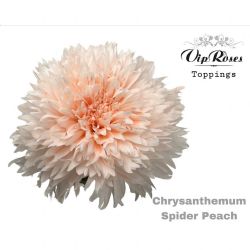  İthal Chrysanthemum G Spider Peach (10 dal-70cm)