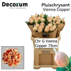  İthal Chrysanthemum G Vıenna Copper (10 dal-70cm)