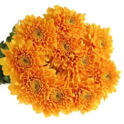  İthal Chrysanthemum G Willem Orange (10 dal-70cm)