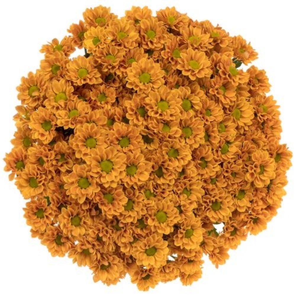 İthal Biçme |  İthal Chrysanthemum S Aaa İnsta (Santini-25 dal-55cm) | 