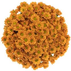  İthal Chrysanthemum S Aaa İnsta (Santini-25 dal-55cm)