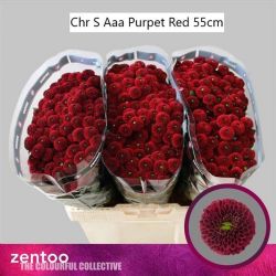  İthal Chrysanthemum S Aaa Purpet Red (Santini-25 dal-55 cm)
