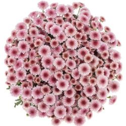  İthal Chrysanthemum S Bico Tyolo (Santini-25 dal-55cm)