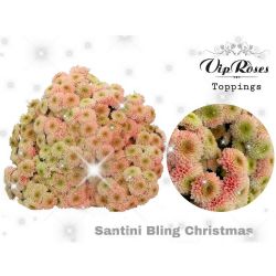  İthal Chrysanthemum S Bling Christmas (10 dal-55cm)