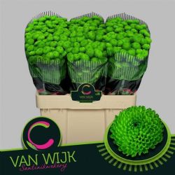  İthal Chrysanthemum S Country (Santini-25 dal-55cm)