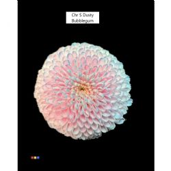  İthal Chrysanthemum S Dusty Bubblegum (Santini-25 dal-55cm)