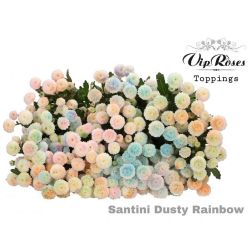  İthal Chrysanthemum S Dusty Rainbow (Santini-25 dal-55cm)