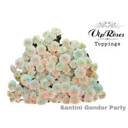  İthal Chrysanthemum S Gender Party (Santini-25 dal-55cm)