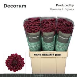  İthal Chrysanthemum S Jinda Red (Santini-25 dal-55cm)