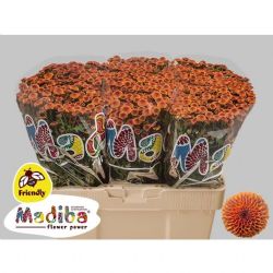  İthal Chrysanthemum S Mad Or Baylo (Santini-25 dal-55cm)