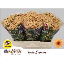  İthal Chrysanthemum S Mad Tyolo Salmon (Santini-25 dal-55cm)