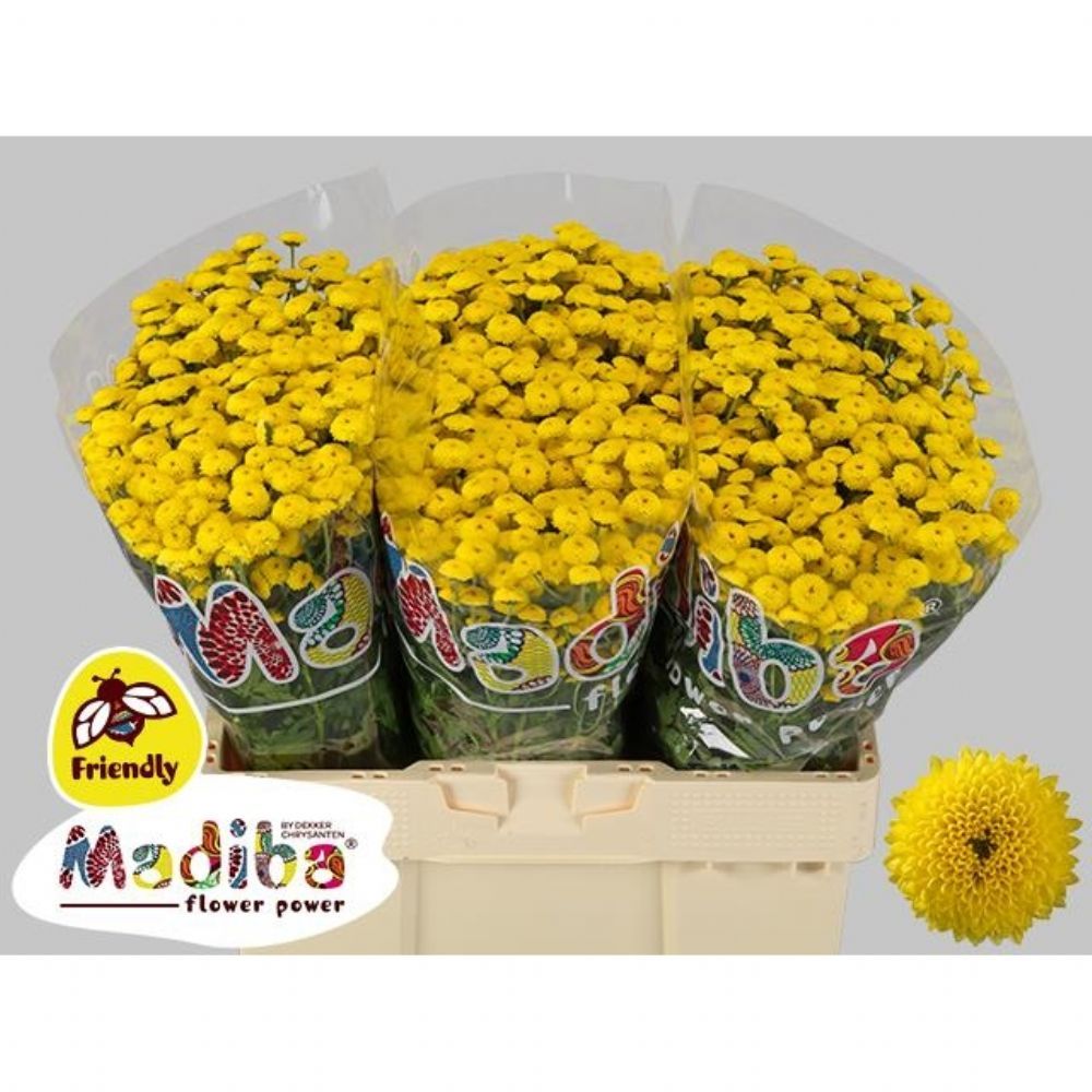 İthal Biçme |  İthal Chrysanthemum S Mad Yellow Kayli (Santini-25 dal-55cm) | 