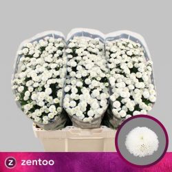  İthal Chrysanthemum S Pizarro (Santini-25 dal-55cm)