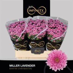  İthal Chrysanthemum San Miller Lavender (Santini Biçme- 25 dal-55cm)
